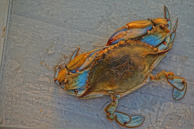 Things To Do Grocery Stores and Markets at Pawleys Island